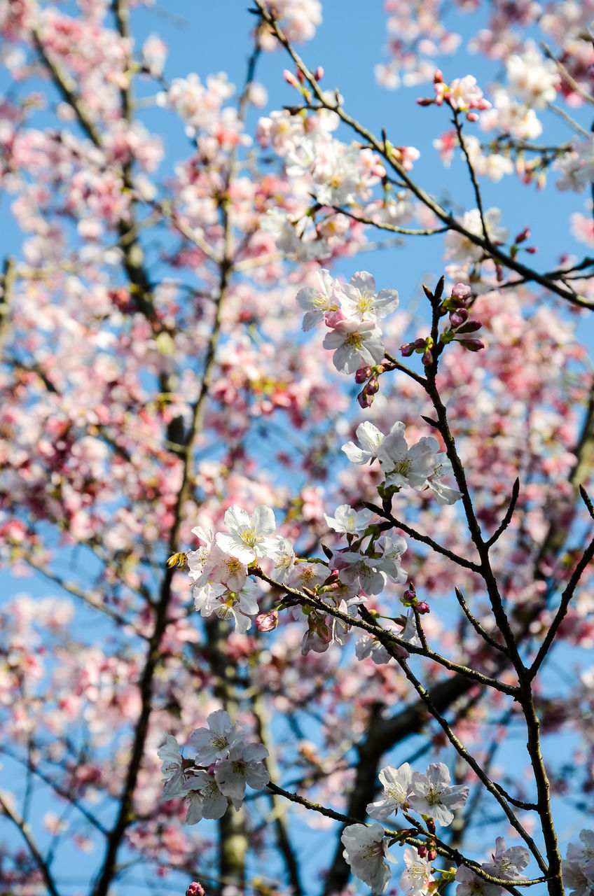LOW ANGLE VIEW OF CHERRY BLOSSOM