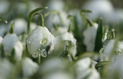 Close-up of wet flower buds