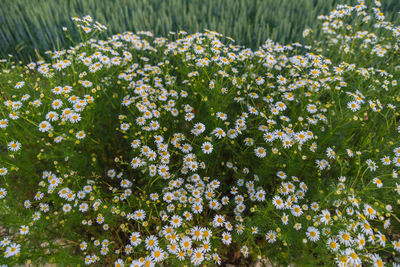 High angle view of flowering plants on field