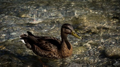 Close-up of duck swimming in lake