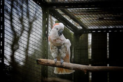 View of parrot perching on branch in cage