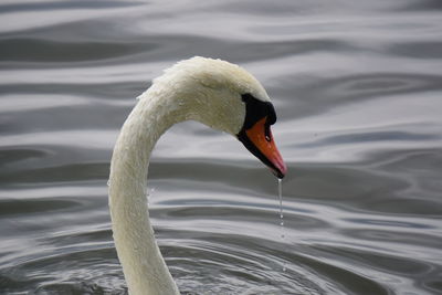 Close-up of swan swimming in lake