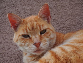 Close-up portrait of cat relaxing on rug at home