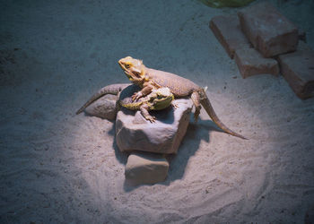 High angle view of iguanas on rock