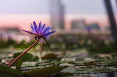 Close-up of purple flowering plant