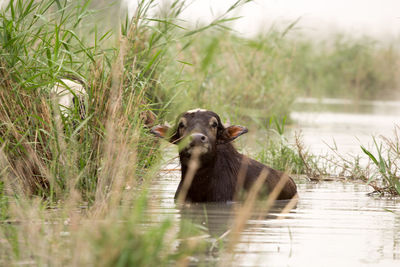 View of a swimming in lake