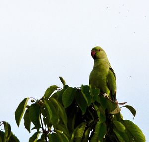 Low angle view of bird perching on plant against sky