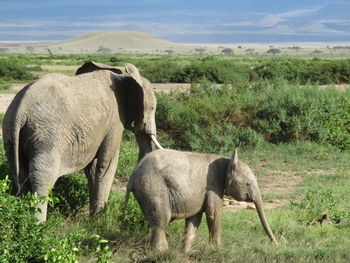 African elephant with calf walking on grassy field