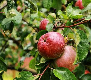 Close-up of apple on tree