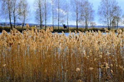 Plants growing on field against sky