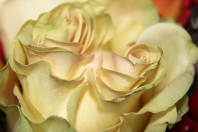 Close-up of rose flower