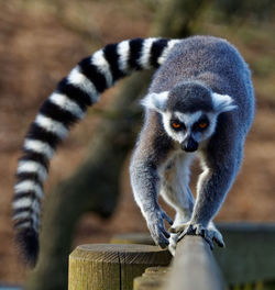 Close-up of lemur