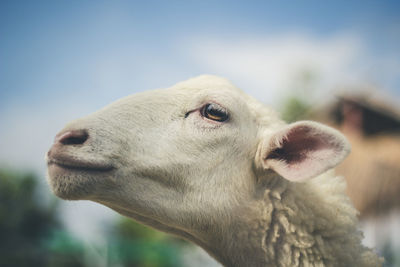 Close-up of sheep