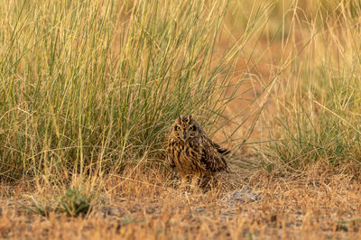 View of cat on field