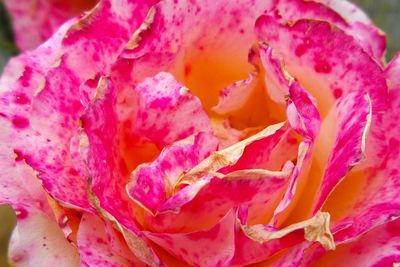 Full frame shot of pink flower