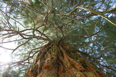 Low angle view of tree against sky