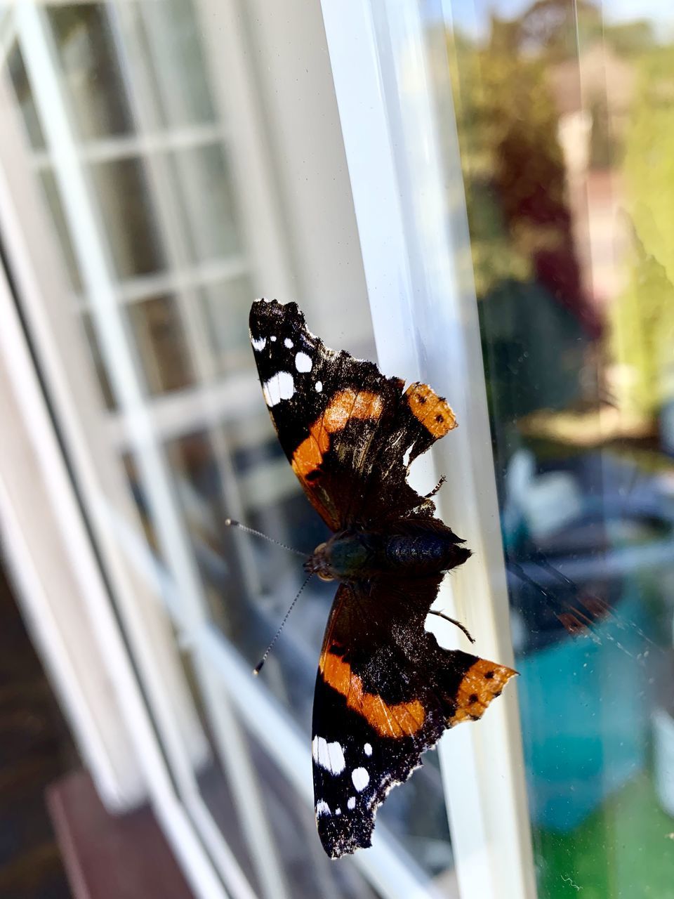 BUTTERFLY ON FLOWER