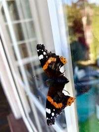 Close-up of butterfly on glass window