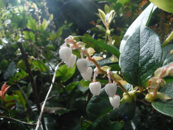 Close-up of white flowers