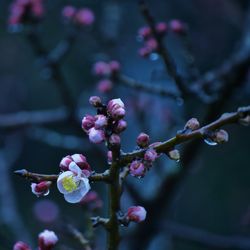 Close-up of pink flowers