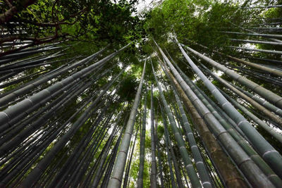 Low angle view of bamboo trees in forest