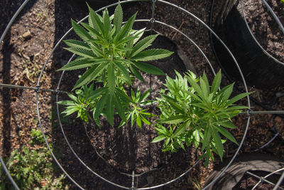 High angle view of plants