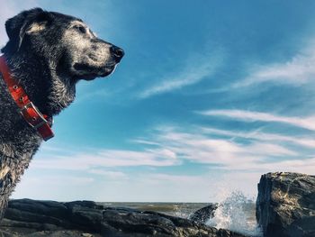 Dog looking at sea shore