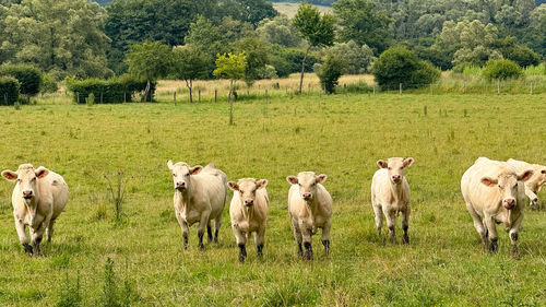 pasture