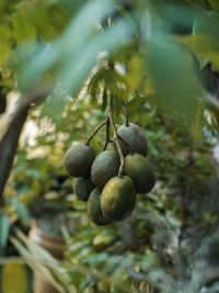 Close-up of berries growing on tree