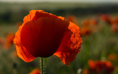 Close-up of orange poppy