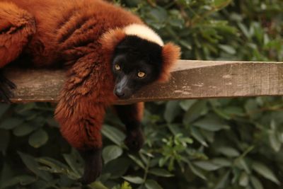 Close-up of a cat on tree