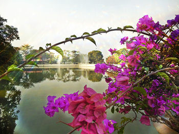 Flowers blooming on tree by lake against sky