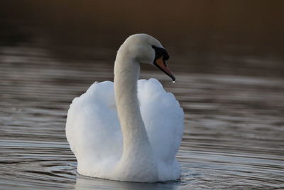 Swan swimming in lake