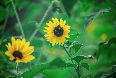 Close-up of yellow flowering plant