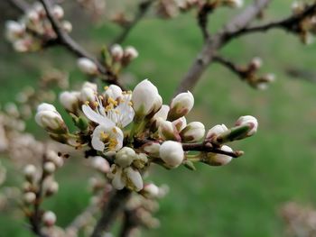Close-up of cherry blossom tree