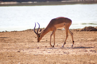 View of deer drinking water from land