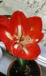 High angle view of flower blooming outdoors