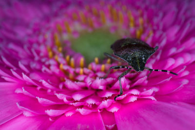 Close-up of insect on pink flower