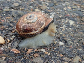 Close-up of snail