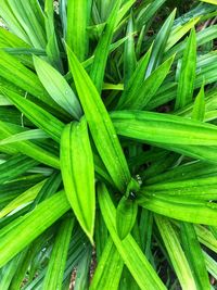 Full frame shot of green leaves