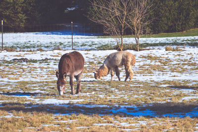 Two horses on snowy field