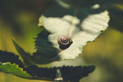 Close-up of snail