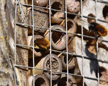 Close-up of birds in cage