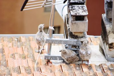 Close-up of birds perching on metal