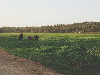 Scenic view of agricultural field against clear sky