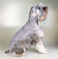 Close-up of dog against white background