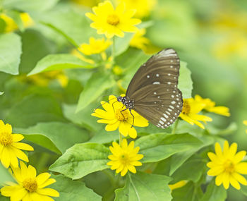 Butterfly on yellow flower