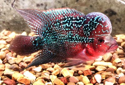 Close-up of fish swimming in sea