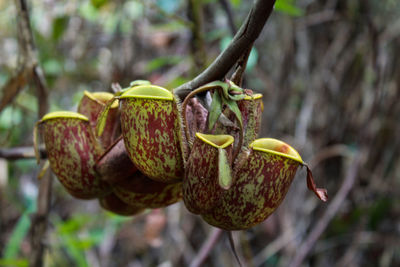 Close-up of lemon growing on tree