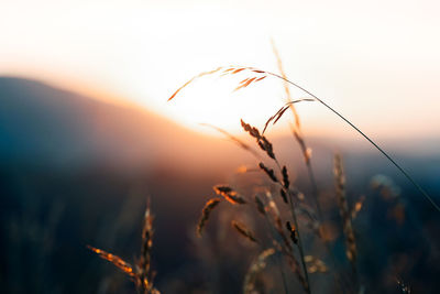 Close-up of wheat growing on field